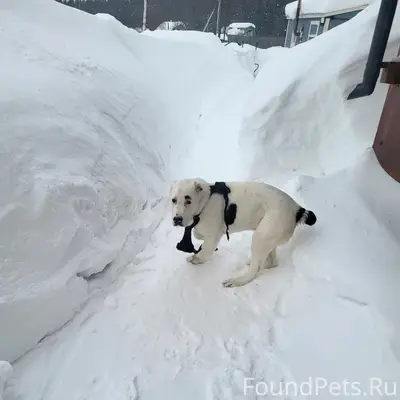 Найден щенок, похож на алабая, Третий мкрн