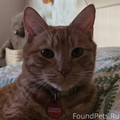 Пропал рыжий кот, Малое Исаково