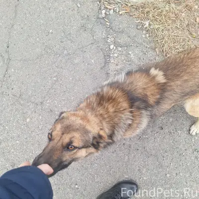 Пропала собака, район УПЦ и Переезд