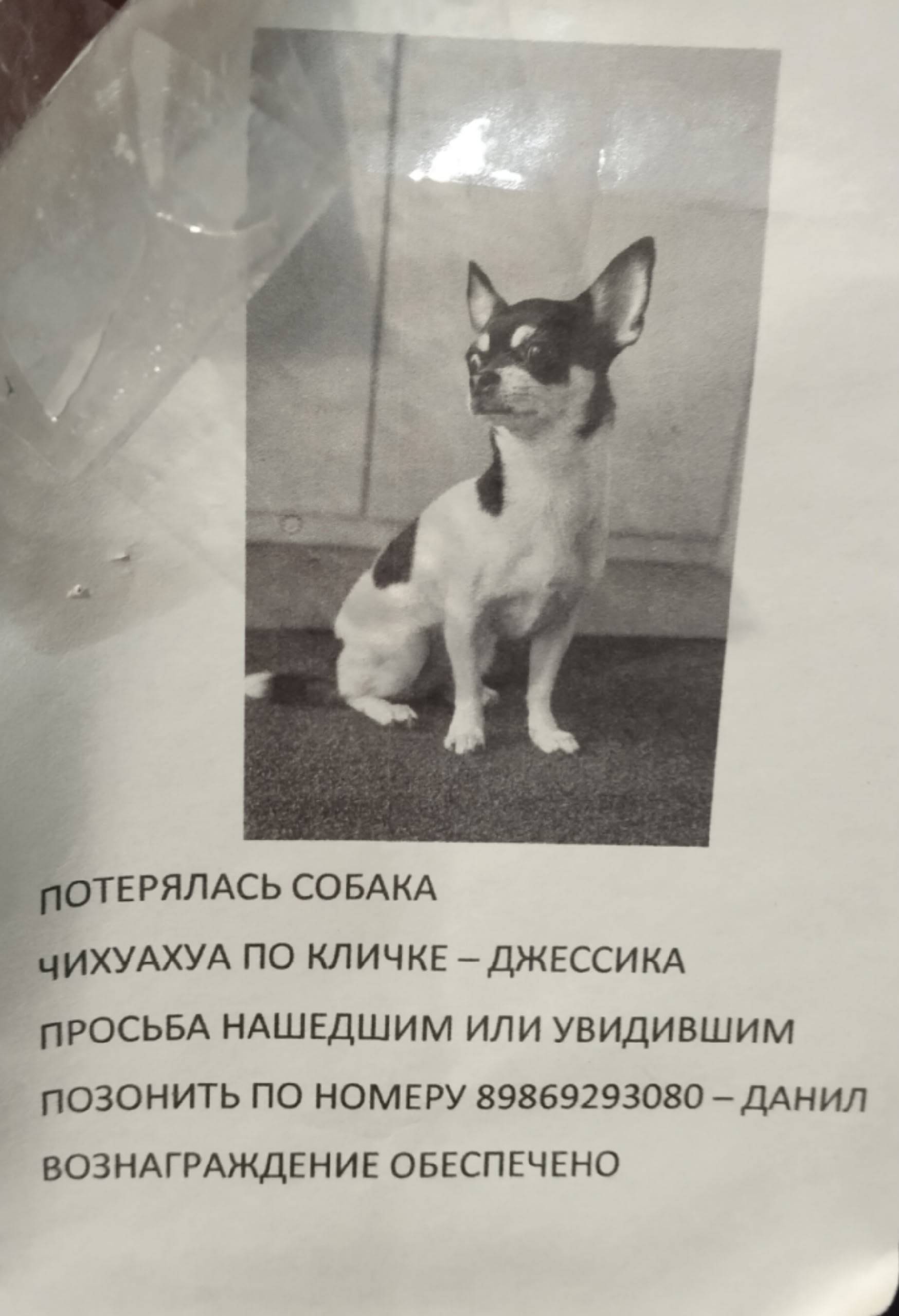 Пропала чихуахуа, Казань, станция метро Горки