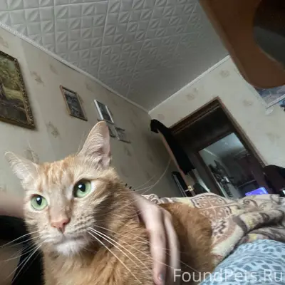 Пропал рыжий кот, ул. Советская,3А