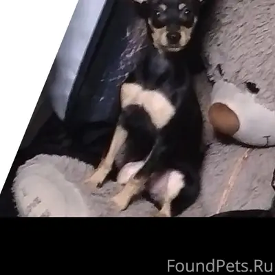 Пропал пёс Бим, Ургун