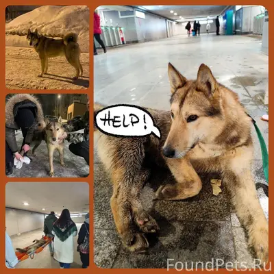 Найден метис лайки, Реутов