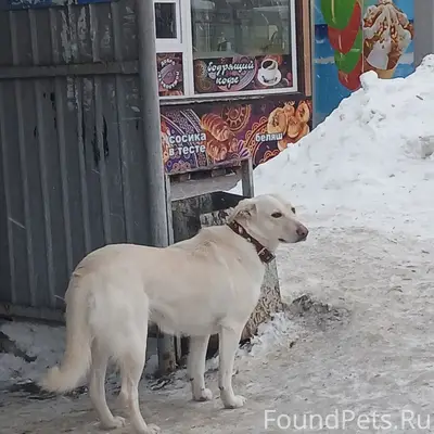 Найден пёс, Верхняя Терраса