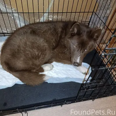 Найден щенок (сука), Мурманское шоссе