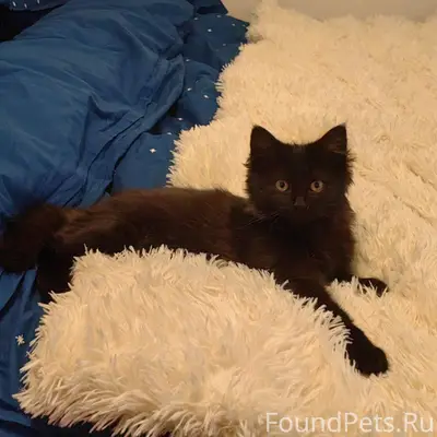 Пропал кот Бегемот, улица Энгельса