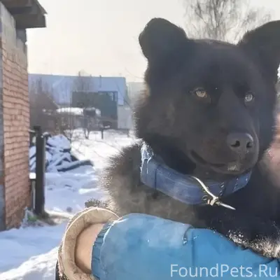 Пропал щенок Баюн, с. Ильинка, Новоильинский район