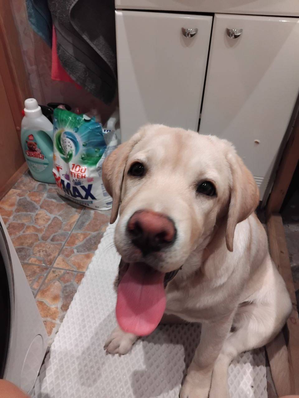 Пропала собака Мия, Древлянка