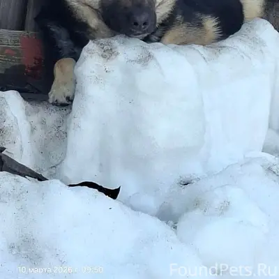Найден тип собака, улица Мусоргского