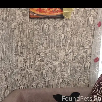 Пропала собака Ася, Торговая сторона и Западный район