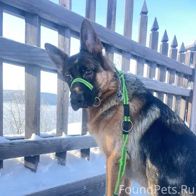 Пропала немецкая овчарка Кайси, Иркутск