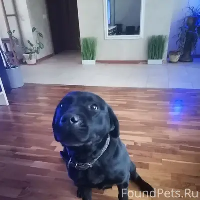 Найден лабрадор, 8 просека