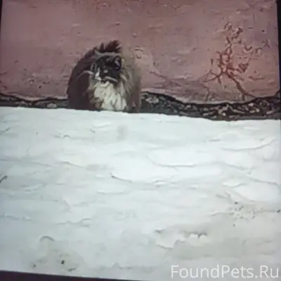 Найден кот, улица Никитина 4, Володарка