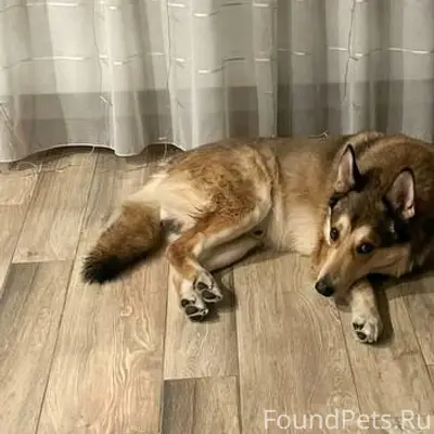 Найден кобель, похож на лайку, район госпиталя ветеранов