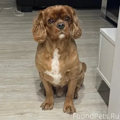 Пропал пёс Рич, плохо слышит