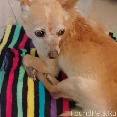 Найден тип собака, улица Менделеева