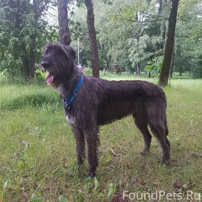 Пропал ирландский волкодав