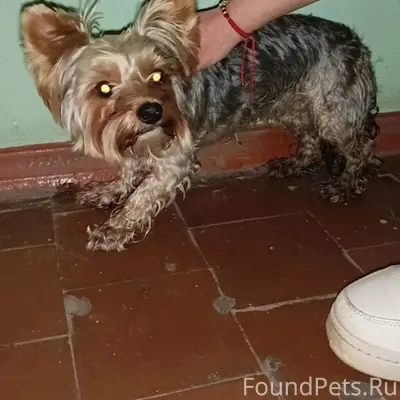 Найден йоркширский терьер, девочка, улица Брянского фронта