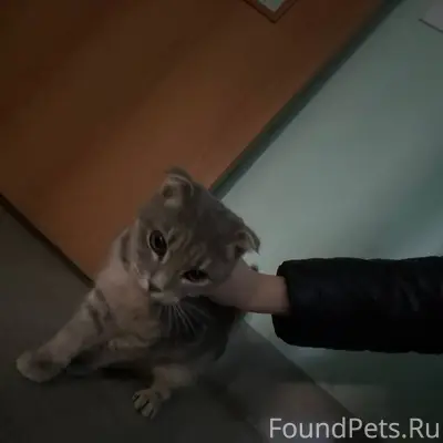 Найден кот, Золотухина (Крутые Ключи)