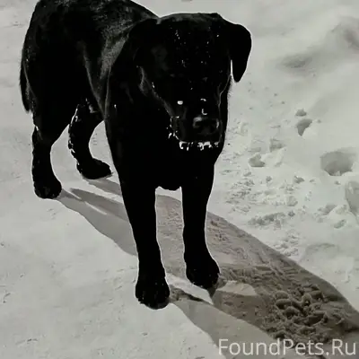Найден молодой кобель, Комсомольский парк