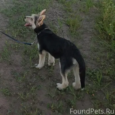 Пропала Сибирская лайка, чёрно-белая, [без указания места]