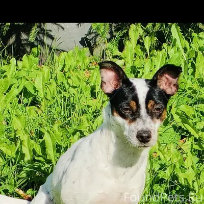 Пропала собака Майла, микрорайон Дав. 2