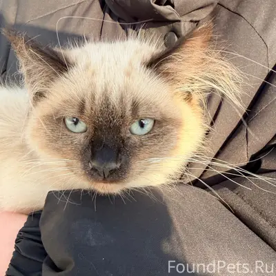 Найдена кошка, Д. Новое