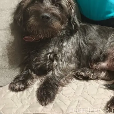 Пропал пёс, Мира