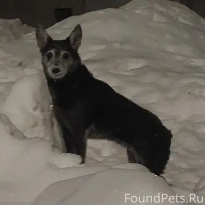 Найдена небольшая собака, Мира