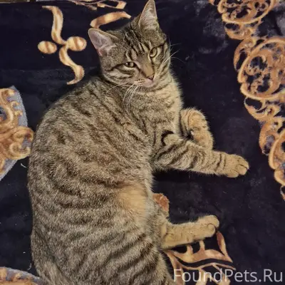 Пропал кот Фёдор, улица Партизанская