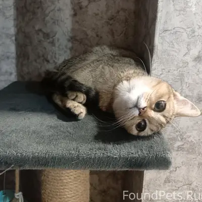 Пропала кошка, 163 квартал