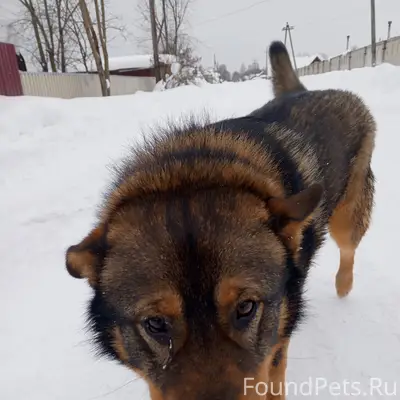 Найден пёс, Вычегодский, Шанхай