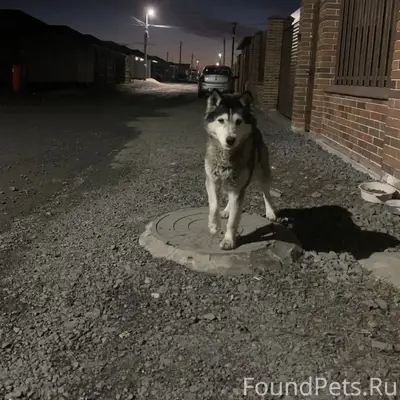 Найден хаски, х. Красный Крым, Ростов-на-Дону