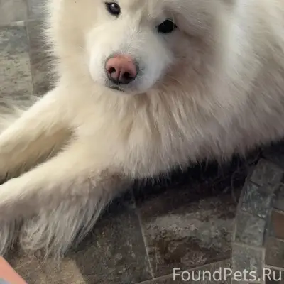 Пропал самоед Лео