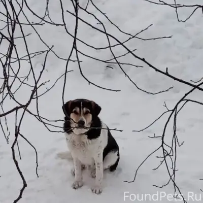 Пропал пёс Арчи