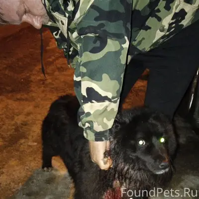 Пропала собака, находится на Кирова