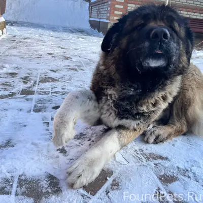 Пропала кавказская овчарка Герда, район Нового вокзала