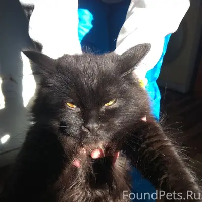 Найден чёрный котёнок, Пролетарская улица