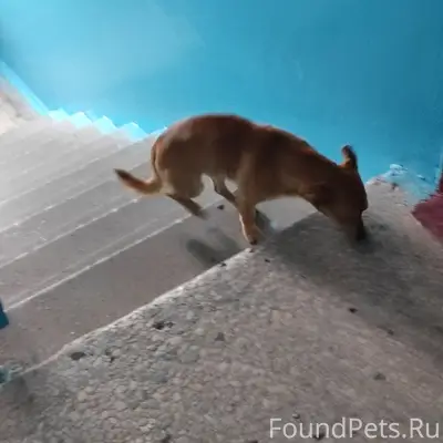 Пропала собака, Заволжье