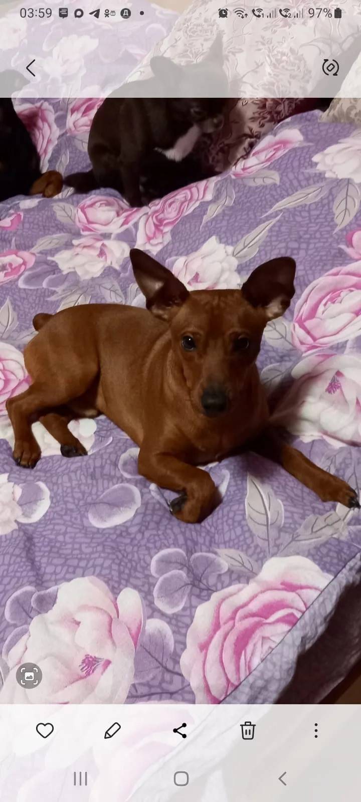 Пропал цверкпинчер, деревня Богородское