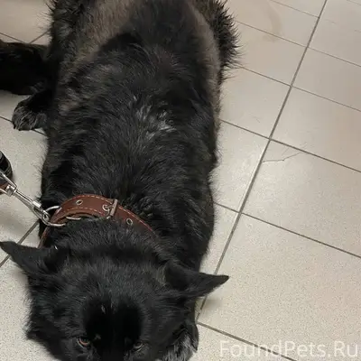 Пропал черный кобель Дозор, Учхоз