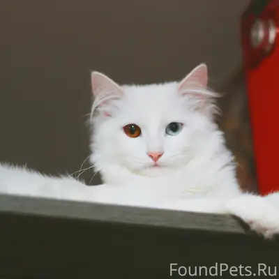 Пропал кот, конец улицы Дзержинского