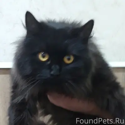 Найдена норвежская лесная Черничка, Воскресенск