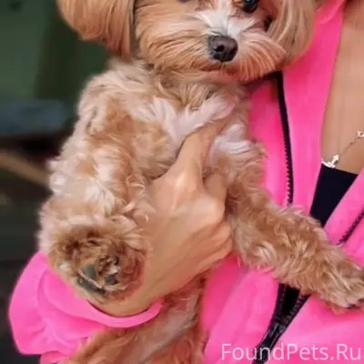 Пропала собака Ляля, улица Ростовская