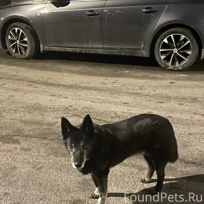 Найден пёс, улица Добровольцев