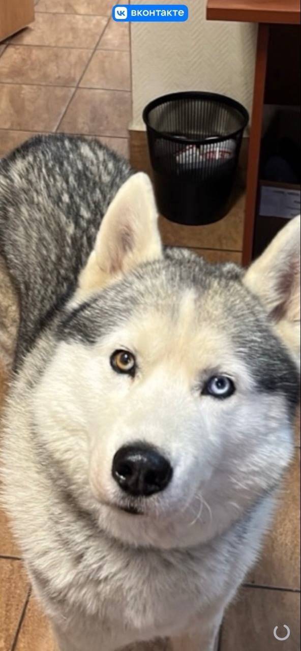 Пропала хаски Ералаш, Мо, Бронницы