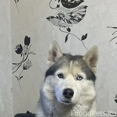 Пропал Хаски Ералаш, Бронницы