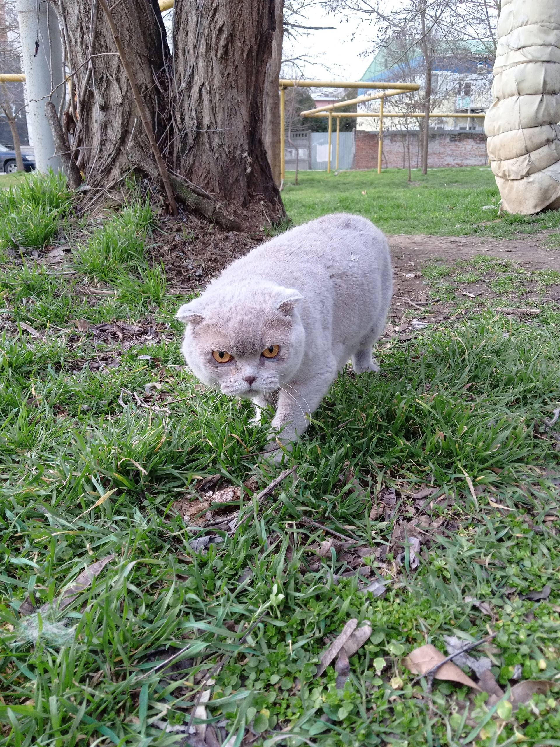 Пропала британская вислоухая, около второй школы