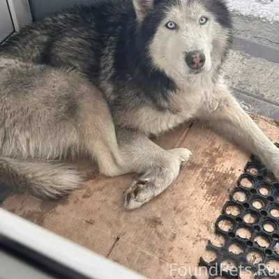 Найден пёс, Нижний Кандалеп