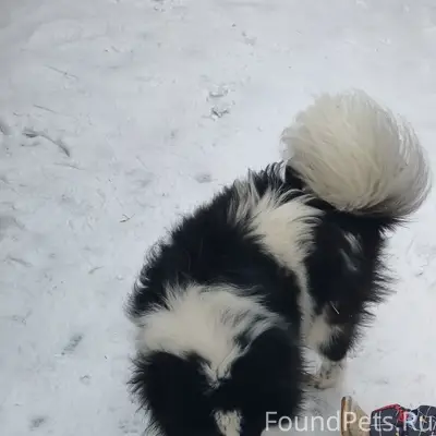 Пропала щенок